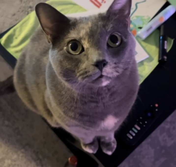 Photo of Josie