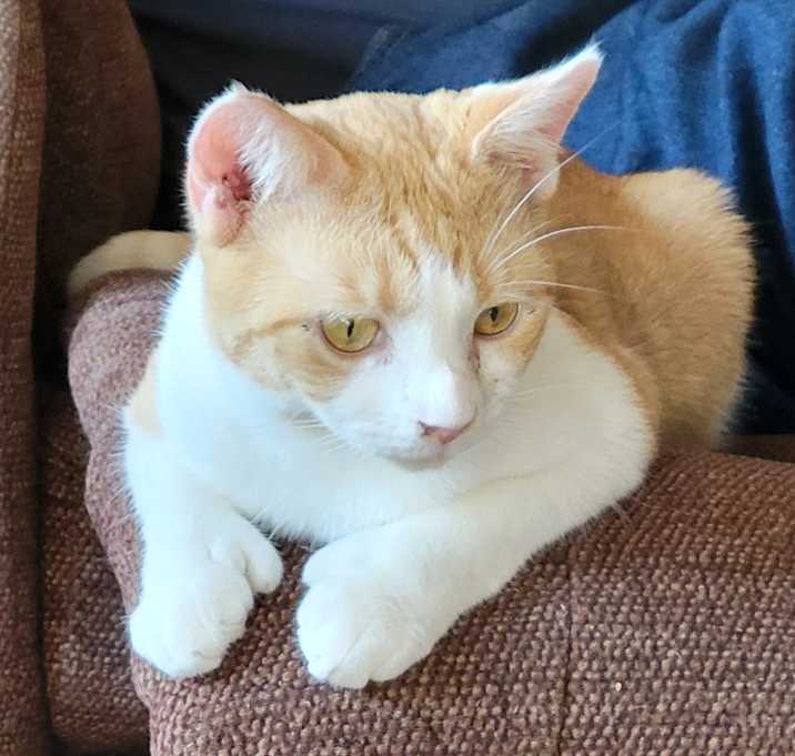 Photo of Paris-polydactyl