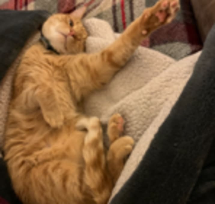 Photo of Milo