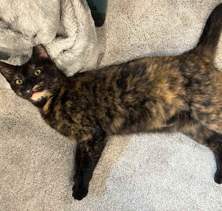 Photo of Tortie Girl