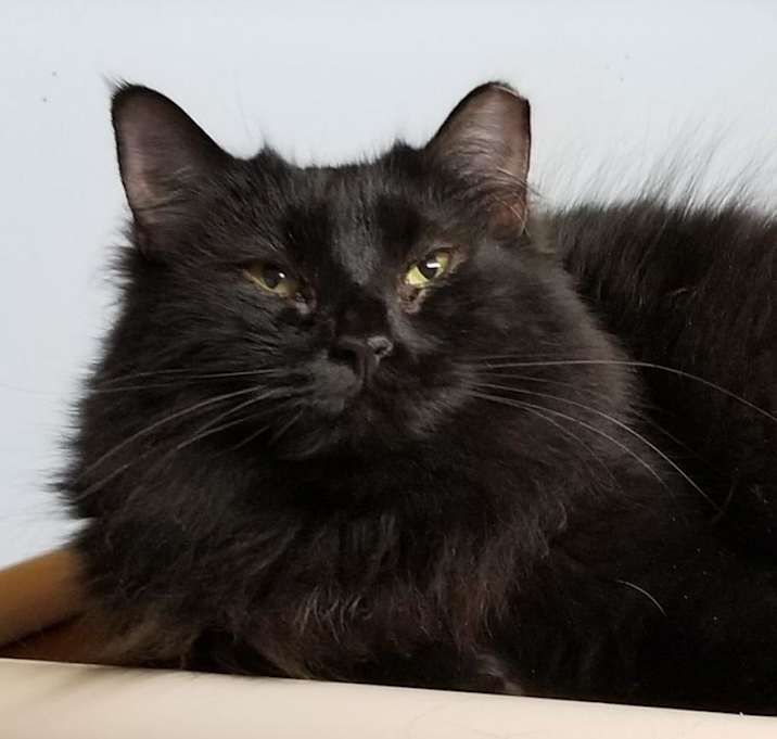 Photo of Biscuit