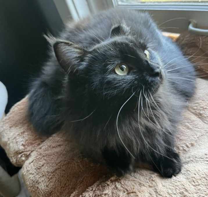 Photo of Bella Claire (so fluffy!)