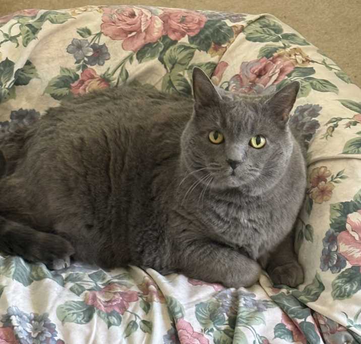 Photo of Gracie