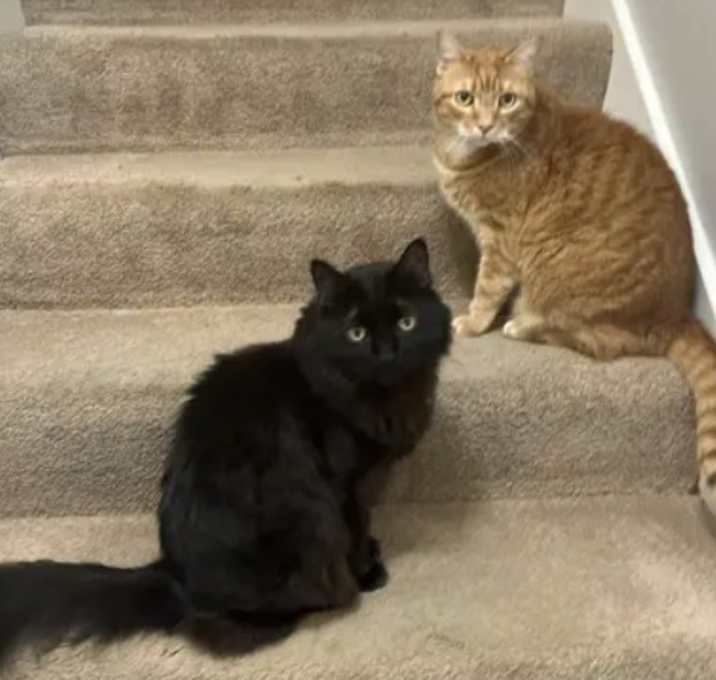 Photo of Tigger Loki
