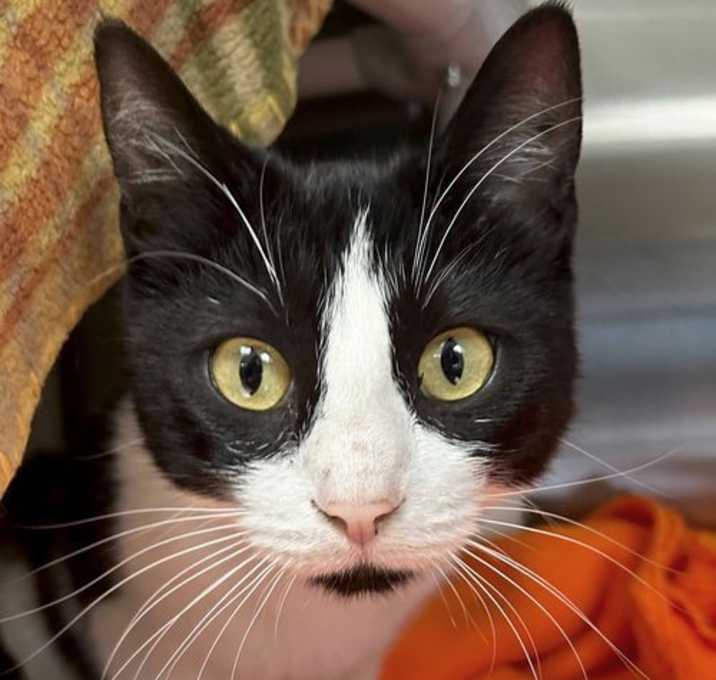 Photo of Gigi - Adoption Fee Paid!