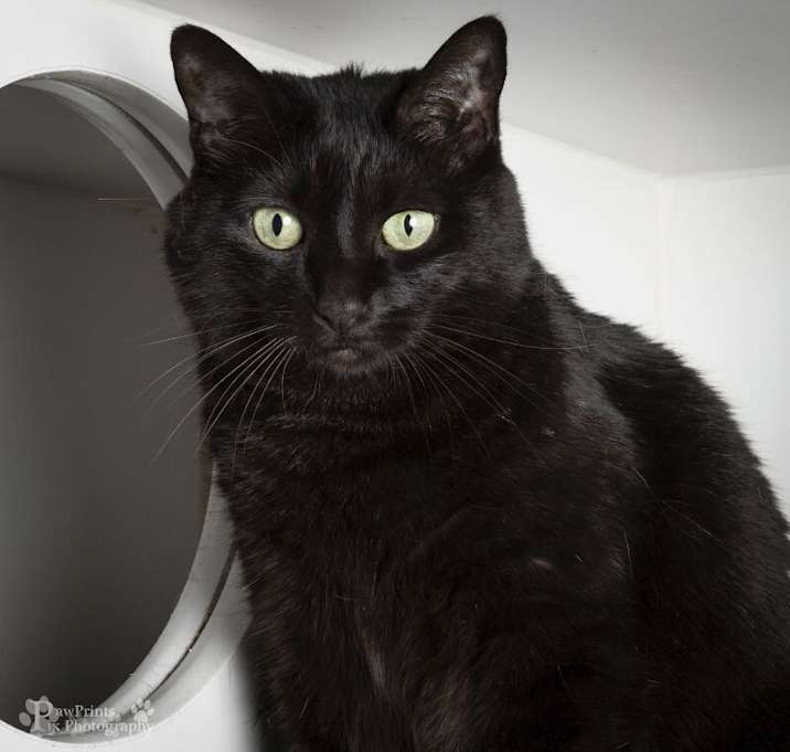 Photo of Noir