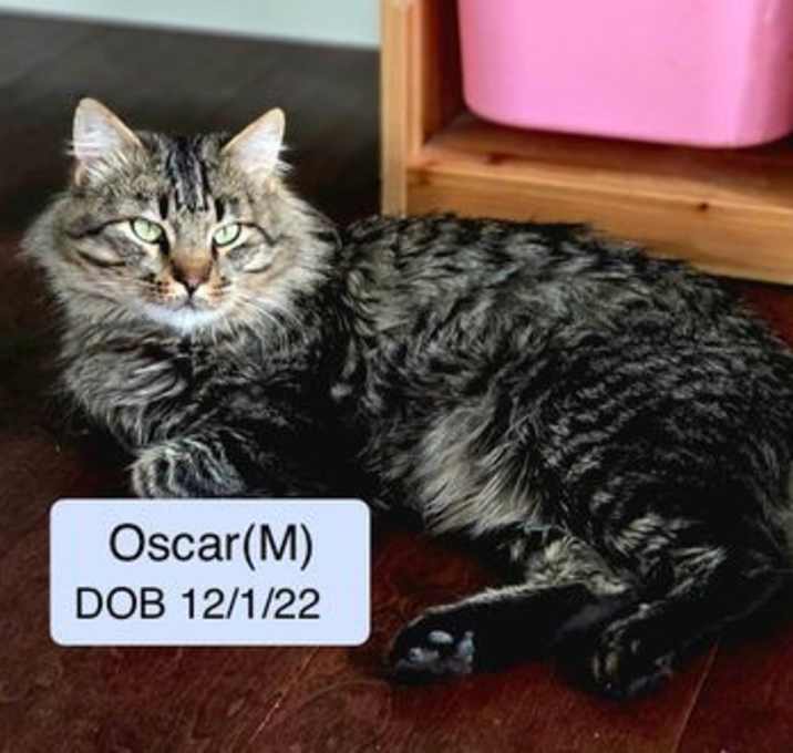 Photo of Oscar