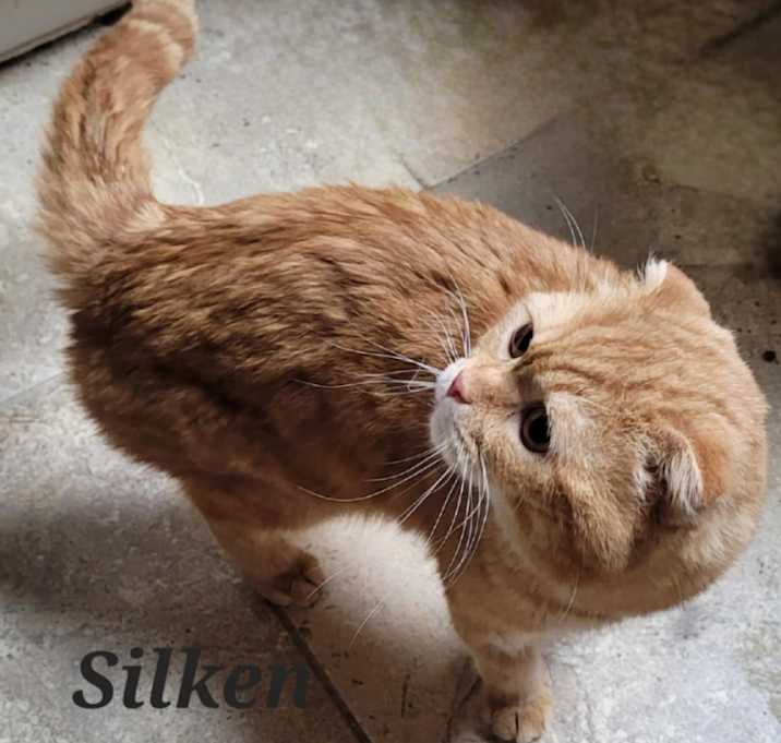 Photo of Silken