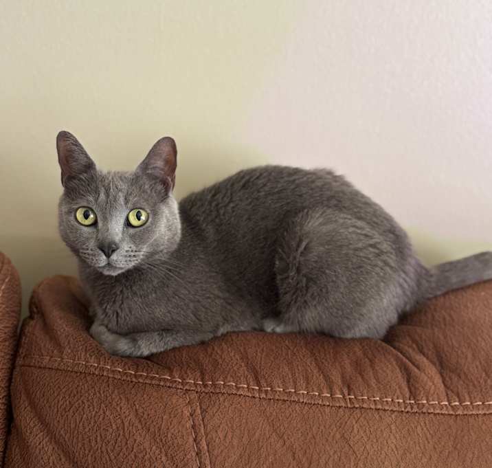 Photo of TinyCat