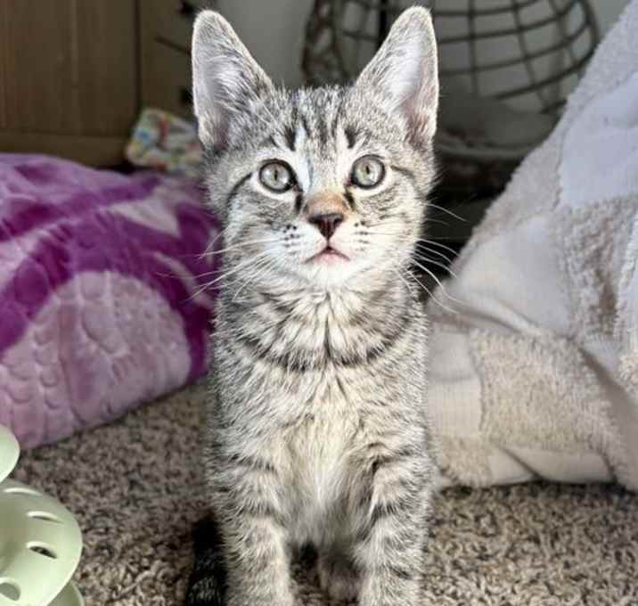 Photo of Chewy