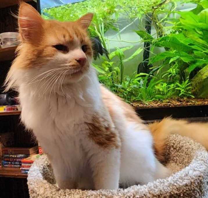 Photo of Hobbes