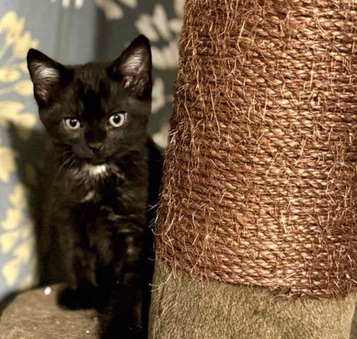 Photo of Crow Feather (kitten)