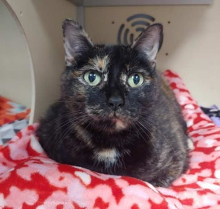 Photo of Tibby