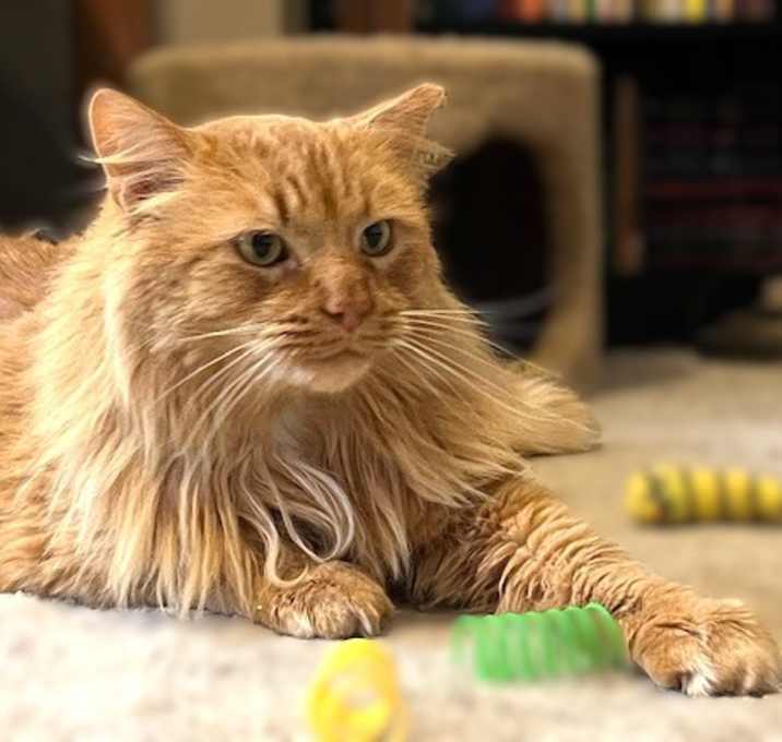 Photo of BIG BOY BOB