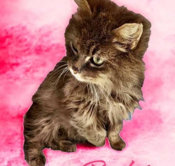Photo of Little Bitty Beatrice