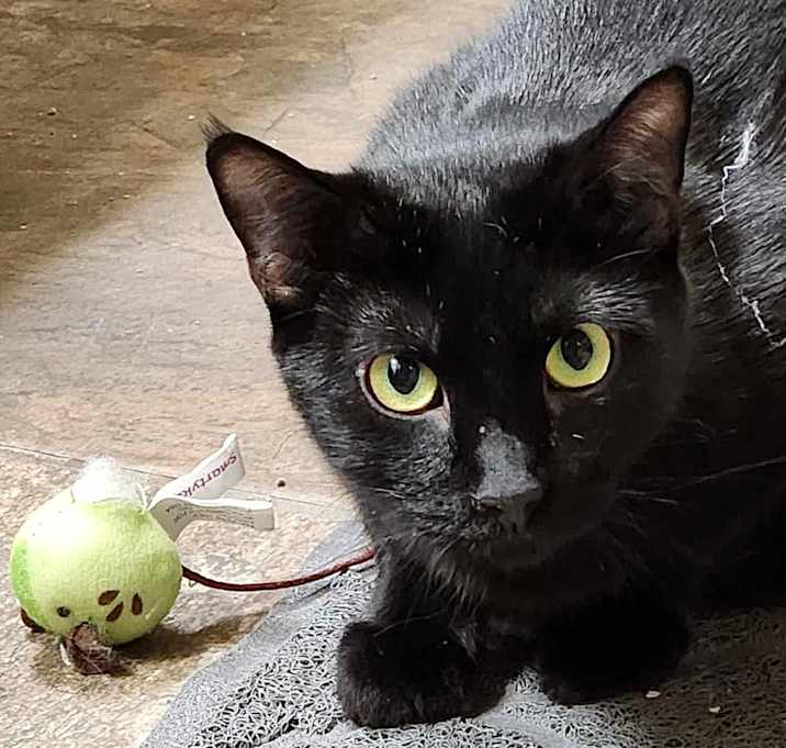 Photo of Pearl