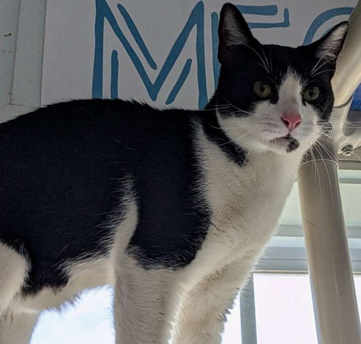 Photo of Mischief