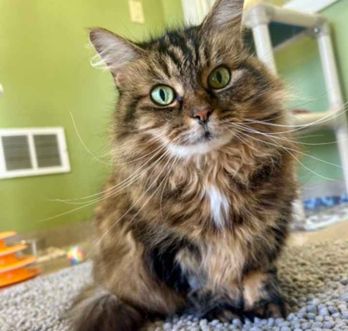 Photo of Marbles