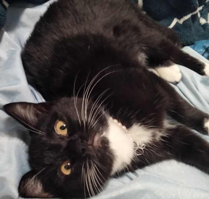 Photo of Kitten