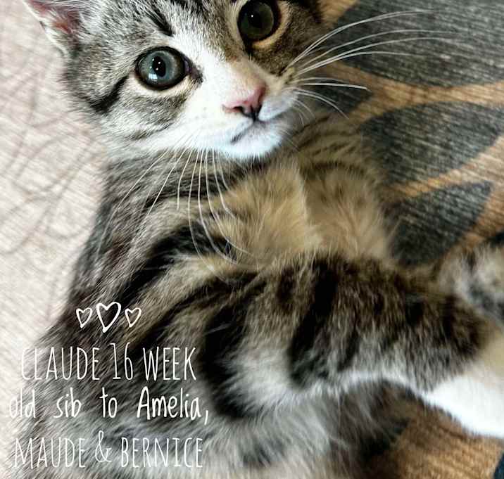 Photo of Claude