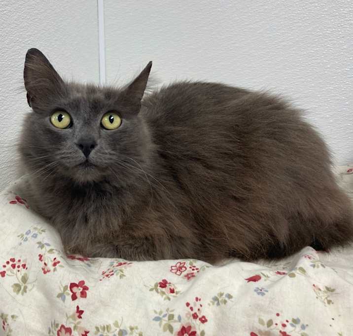 Photo of Princess Carolyn