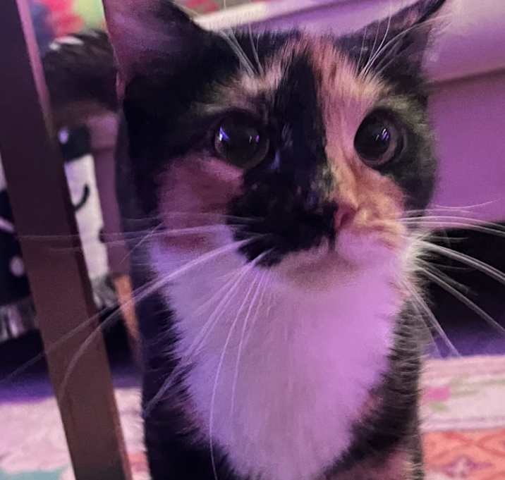 Photo of Catalina