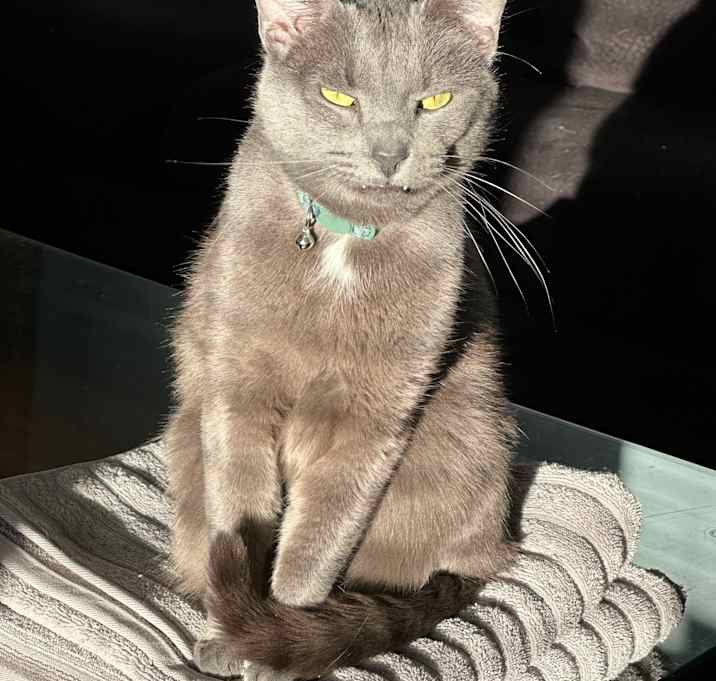 Photo of Goliath