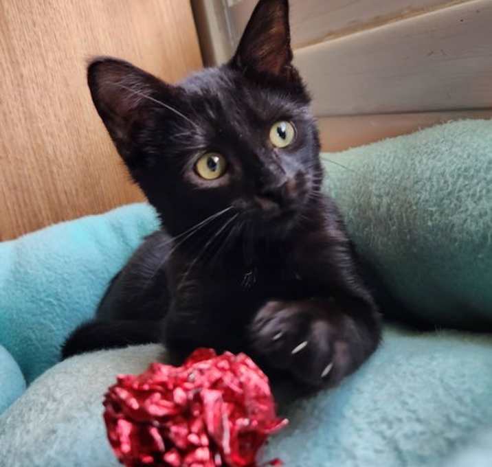 Photo of Beau