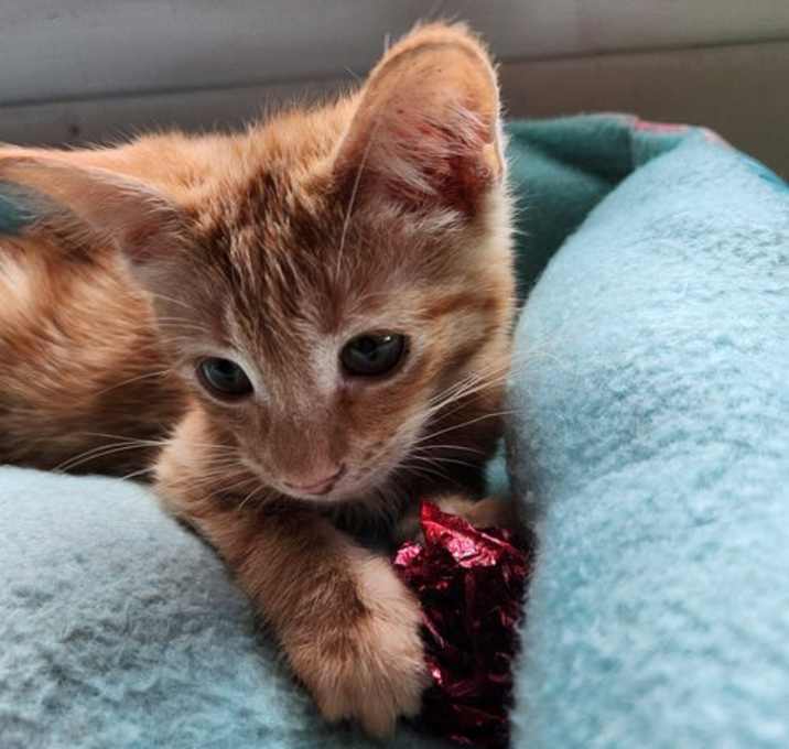 Photo of Brandy