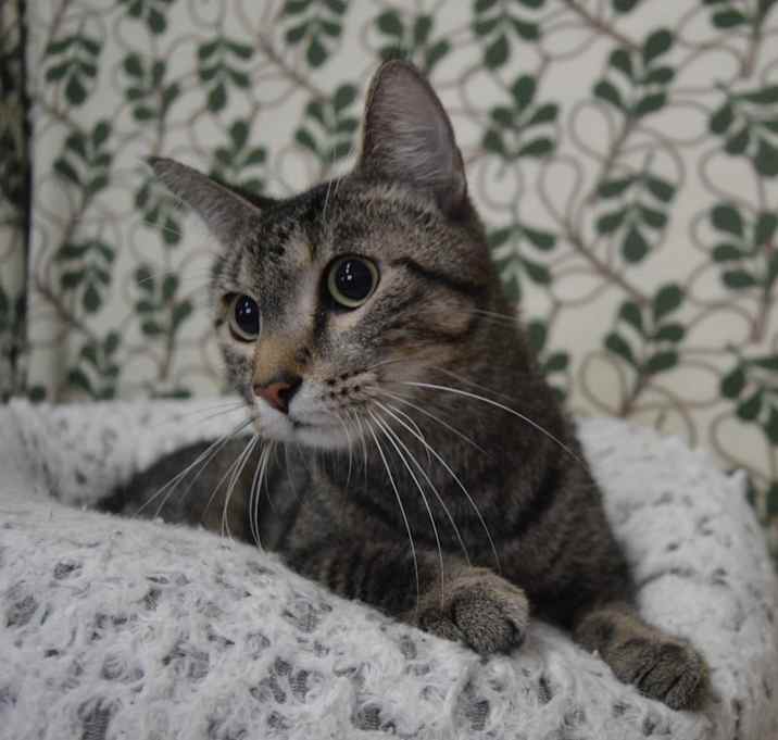 Photo of Buckwheat