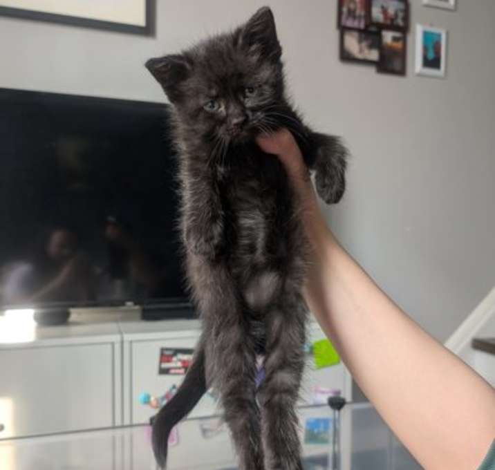 Photo of Pearl (bonded with Swift)