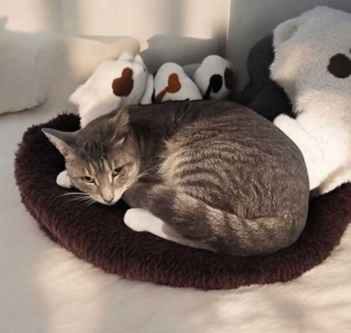 Photo of KitKat