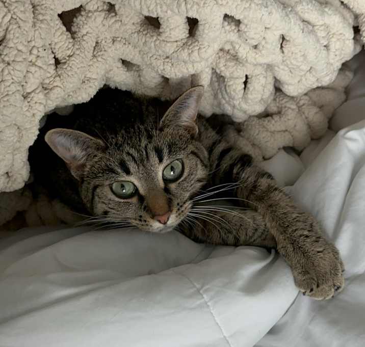 Photo of Potato