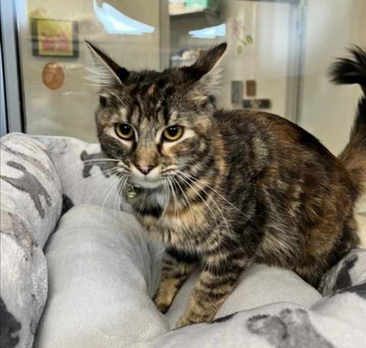 Photo of SERAPHINA