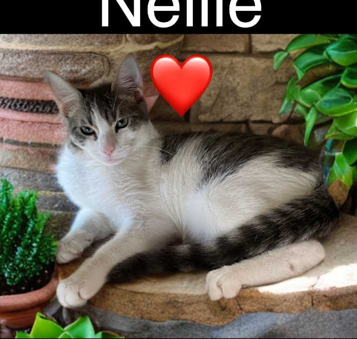 Photo of Nellie