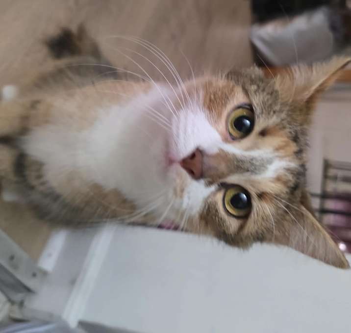 Photo of Cleo