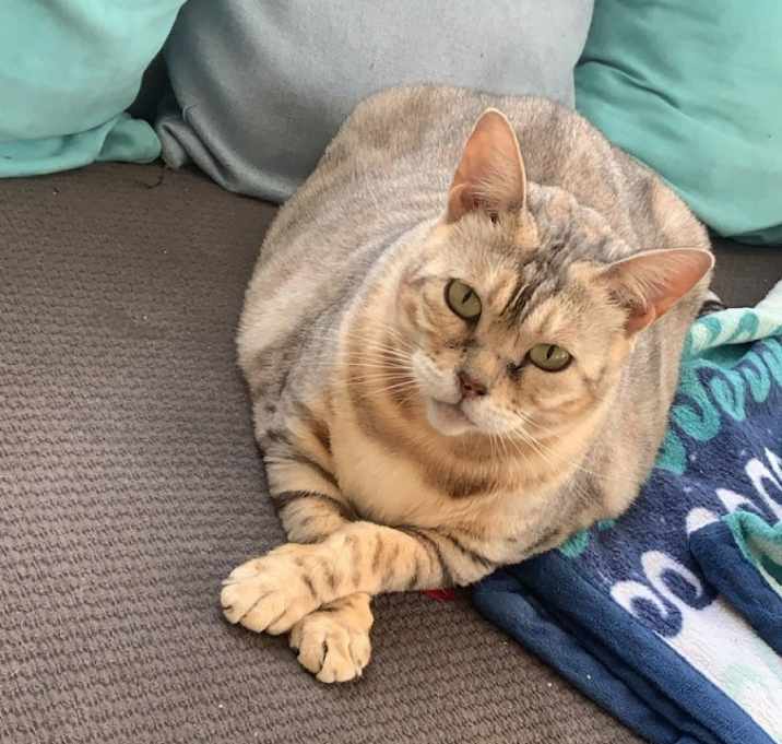 Photo of Lacey Ley - Big Momma