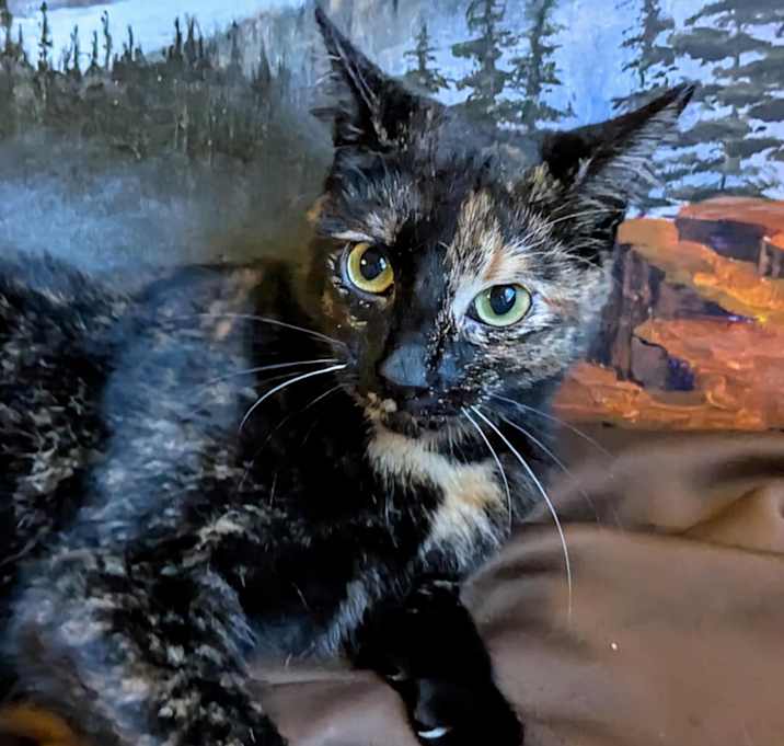 Photo of Mavis
