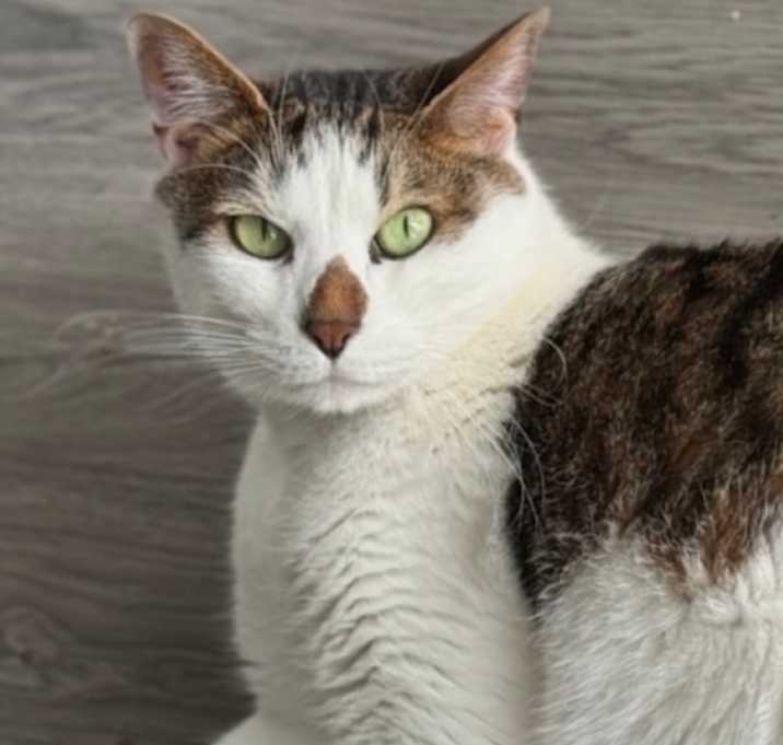 Photo of Loki