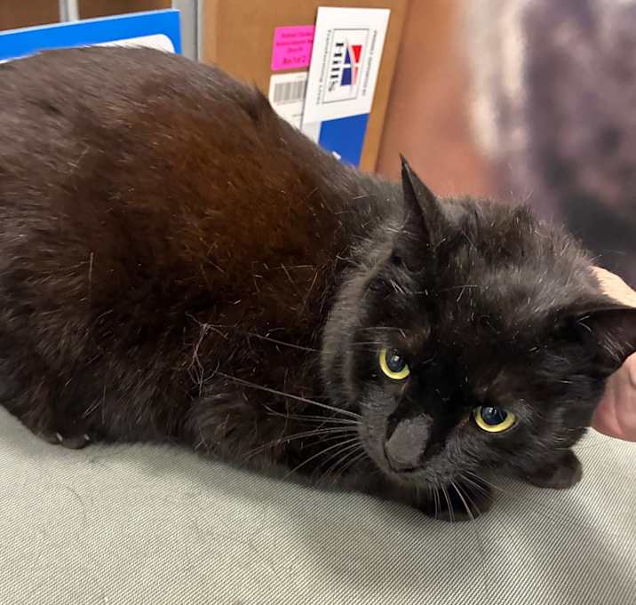 Photo of Shadow