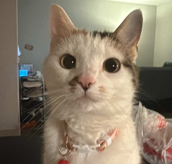 Photo of Miso