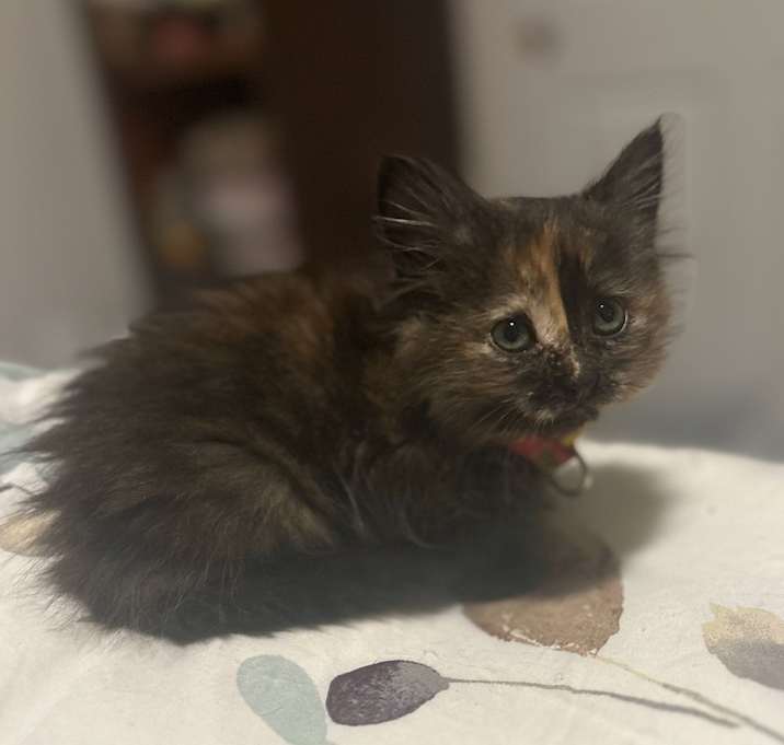 Photo of Sammie (slitter)