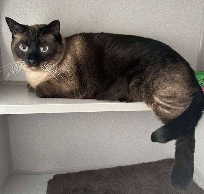 Photo of Brownie