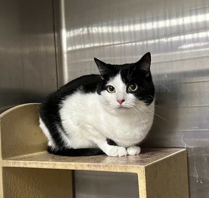 Photo of Oreo