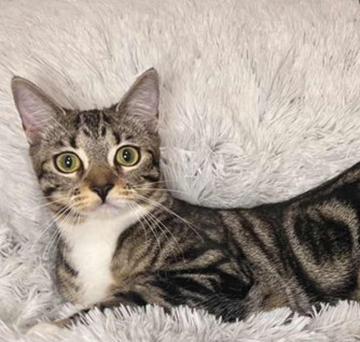 Photo of NUTMEG