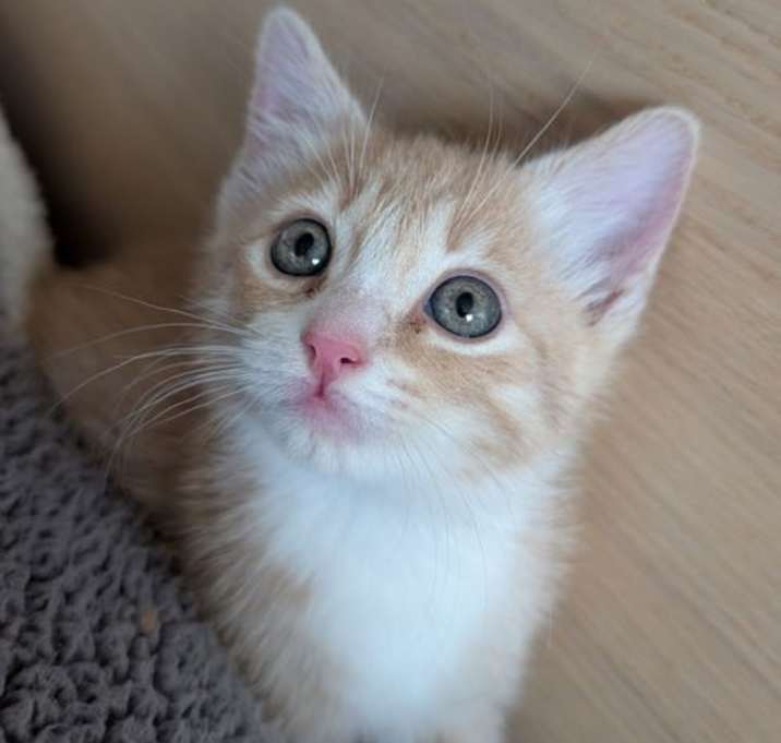 Photo of TOM