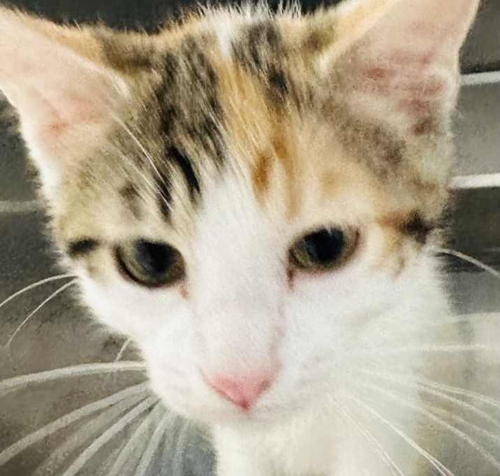 Photo of PRECIOUS
