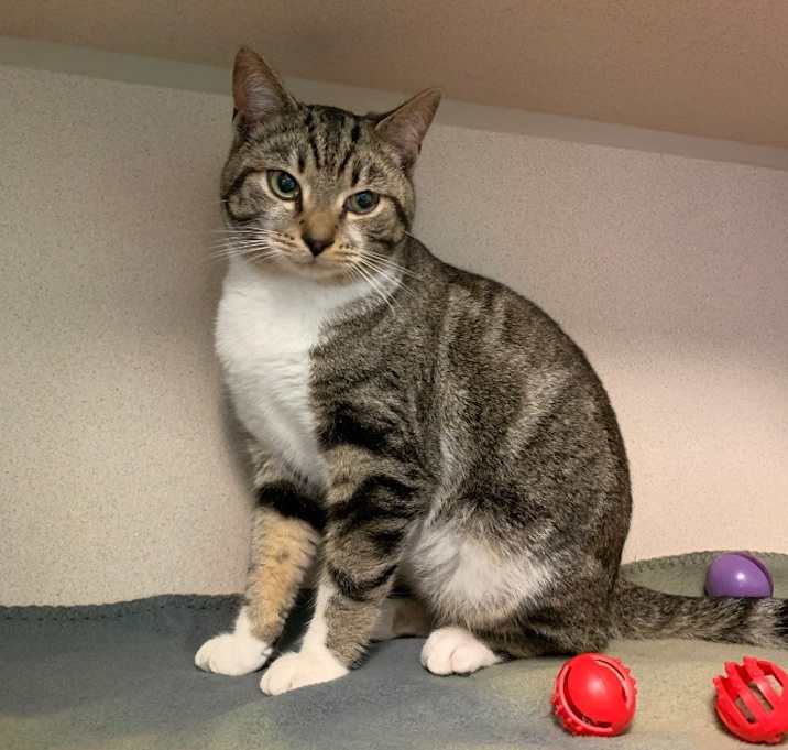 Photo of Goose