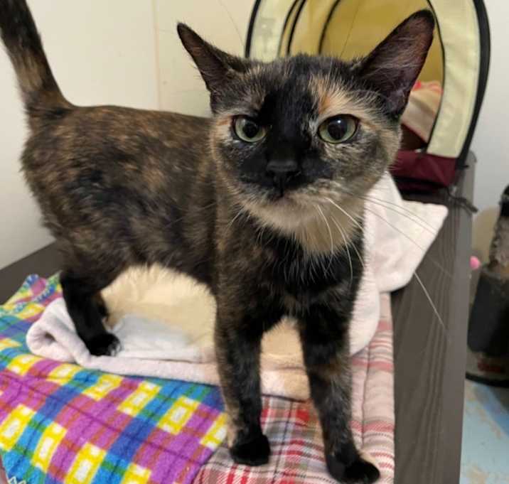 Photo of Binx