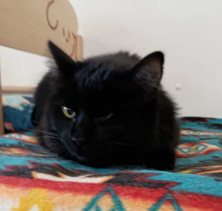Photo of Lucky